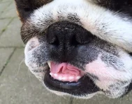 castor close up.webp