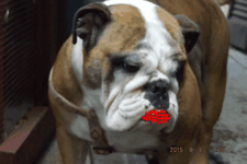 twinklemaude2.gif twinklemaude2.gif