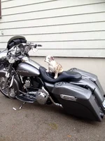 roxieharley2.webp roxieharley2.webp
