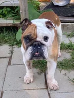 bowser.webp
