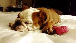 peeonbed01.webp