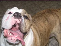 PollyAnna and tongue.webp