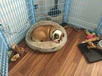 Harley5MonthsOld.JPG Harley5MonthsOld.JPG