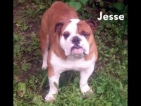 jesse.jpg jesse.jpg
