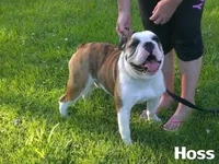 Hoss.webp Hoss.webp