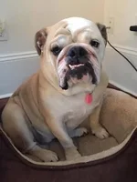 emma.webp