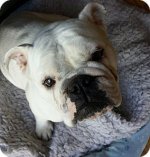 nuglet.jpg nuglet.jpg