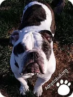 bella.webp
