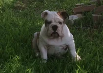 Buddha belly.webp