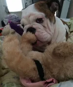 toy in mouth.webp