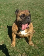 meatball.webp