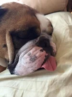 duke.webp