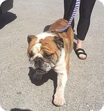 brutus.webp brutus.webp