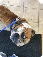 brutus1.webp brutus1.webp