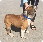 brutus2.webp brutus2.webp