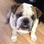 Oliver-1.jpg Oliver-1.jpg
