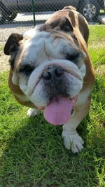 Baxter-3-576x1024.webp Baxter-3-576x1024.webp