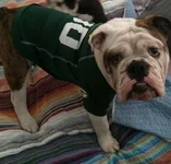 Packer.webp