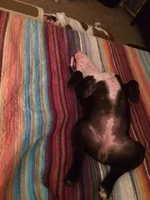 belly.webp