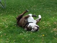 rollin.webp