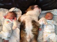 English-dogs-with-babies.jpg