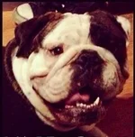 roscoe_smile.webp