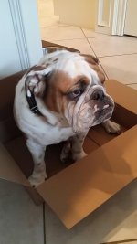 Monty in his box.jpg