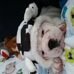 image.webp
