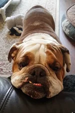 Monty2.webp