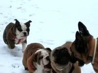 snowfight.webp