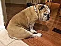 ImageUploadedByTapatalk1452551506.682860.webp