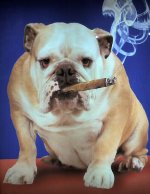 smoking-bulldog.jpg