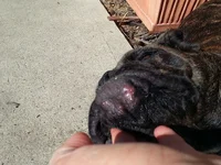 Chin scraps.webp