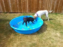 My pool.webp