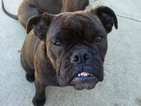 Tried cherry eye.webp