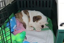Rosie first day 018.webp Rosie first day 018.webp