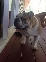 sarge.webp sarge.webp