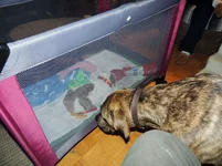 Rosie first day 043.webp Rosie first day 043.webp