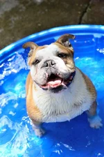 Bridge in Pool.webp Bridge in Pool.webp