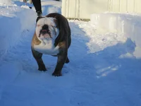Winter 2014 Snowmaggedon 008.webp Winter 2014 Snowmaggedon 008.webp