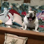 FB_IMG_1461366474121.webp