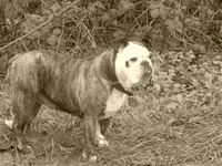 RIMG0337.webp