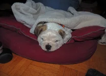 Rosie day 2 003.webp Rosie day 2 003.webp