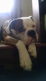 bartolo.webp