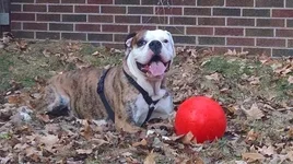 bartolo2.webp
