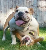 Butter and maya.webp