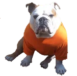 Bono oranje.webp