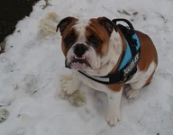 Fezzik Snow 2.webp Fezzik Snow 2.webp