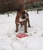 snow castor.webp snow castor.webp