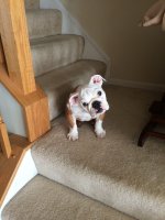 image.jpeg image.jpeg